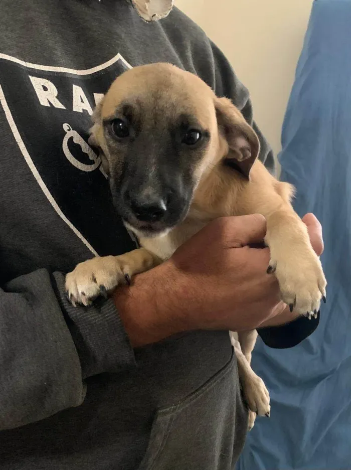 Cachorro ra a SRD-ViraLata idade 2 a 6 meses nome Doação Urgente!!