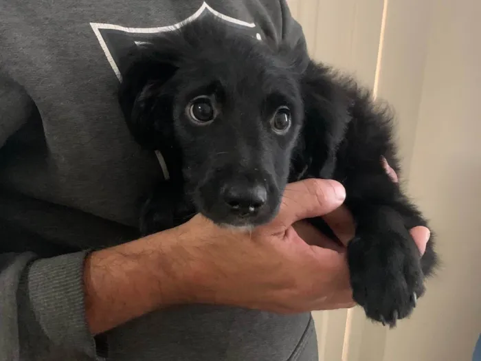 Cachorro ra a SRD-ViraLata idade 2 a 6 meses nome Doação Urgente!!