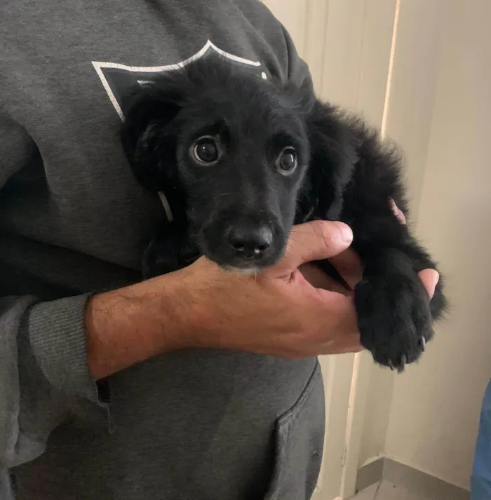 Cachorro ra a SRD-ViraLata idade 2 a 6 meses nome AdoCão??