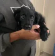 AdoCão??