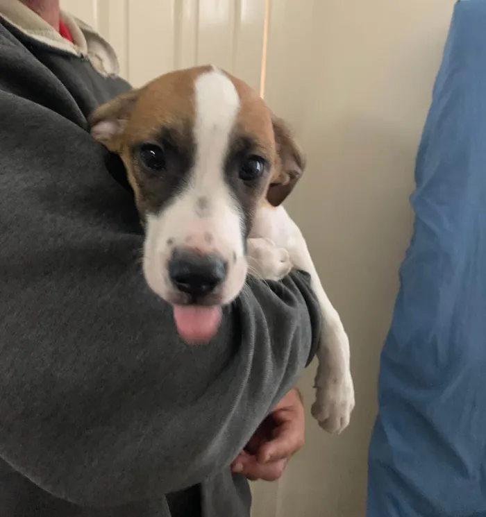 Cachorro ra a SRD-ViraLata idade 2 a 6 meses nome AdoCão??