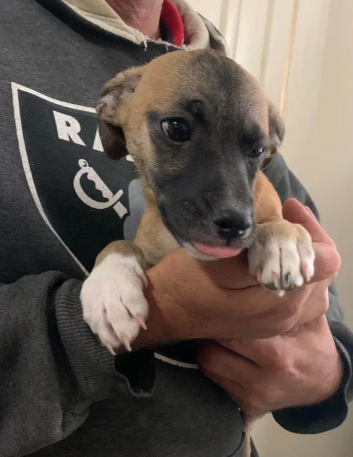 Cachorro ra a SRD-ViraLata idade 2 a 6 meses nome AdoCão??