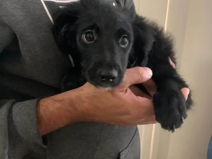 Cachorro ra a SRD-ViraLata idade 2 a 6 meses nome AdoCão??