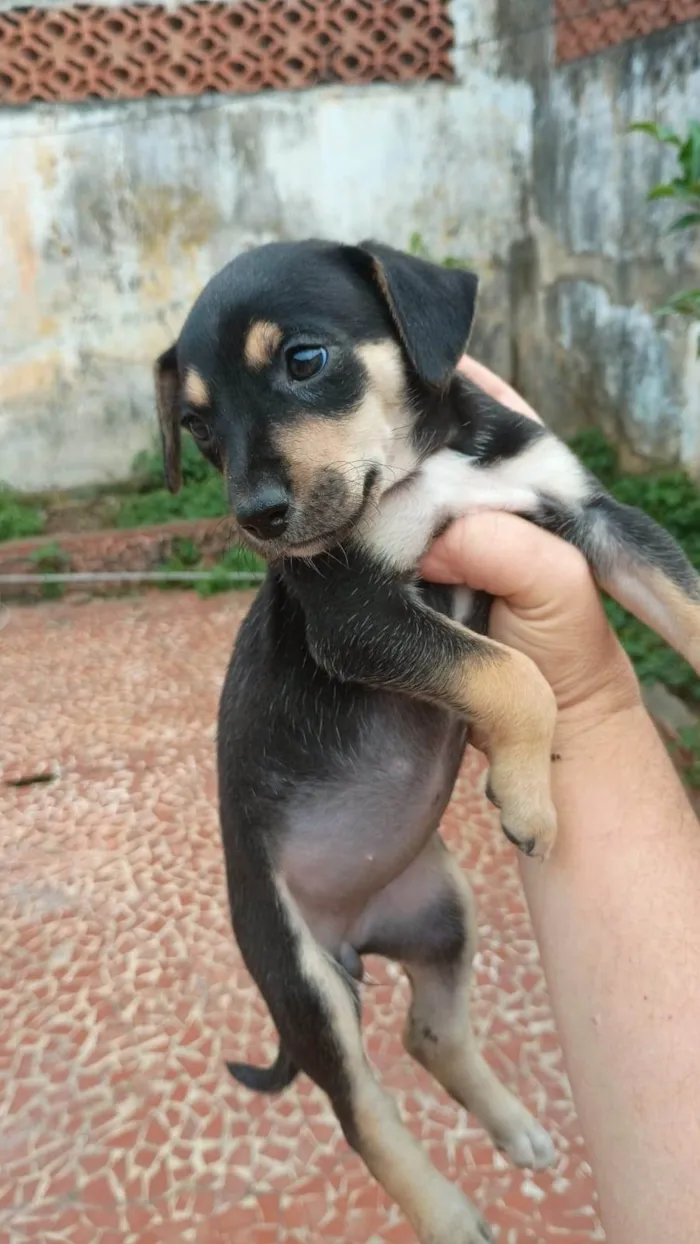 Cachorro ra a SRD-ViraLata idade Abaixo de 2 meses nome Vivi