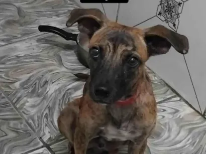 Cachorro raça SRD-ViraLata idade 2 a 6 meses nome Tigrado