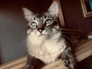 Gato raça SRD-ViraLata idade 1 ano nome Brasa 