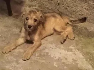Cachorro raça SRD-ViraLata idade 2 a 6 meses nome Não tem
