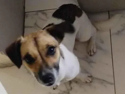 Cachorro raça SRD-ViraLata idade 7 a 11 meses nome Atena 