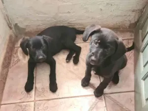Cachorro raça SRD-ViraLata idade Abaixo de 2 meses nome Falar com Laisa - Whats 11 93443-7918