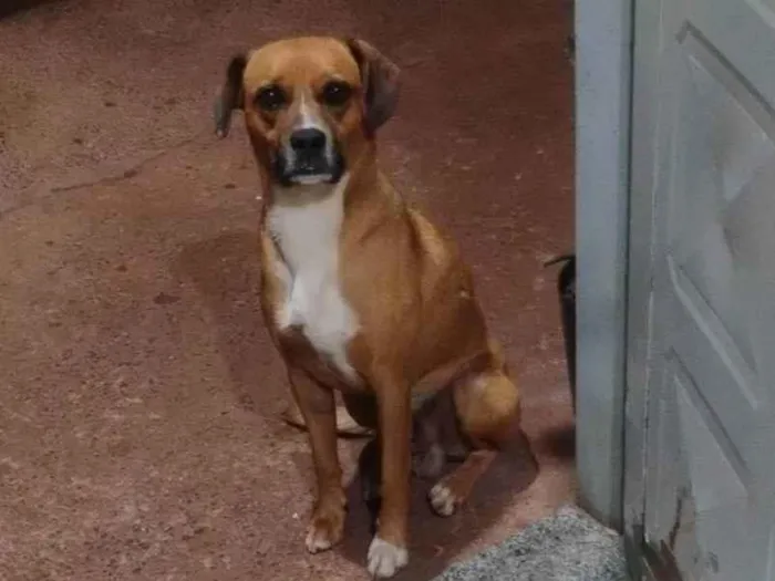 Cachorro ra a SRD-ViraLata idade 5 anos nome Rufols 