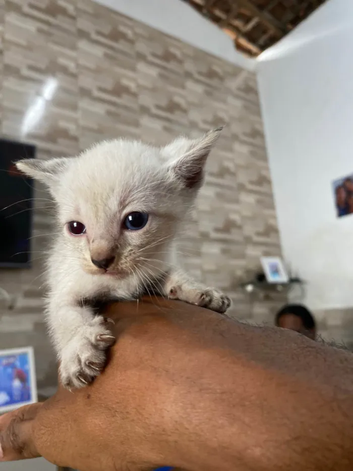 Gato ra a Siamês idade 2 a 6 meses nome Não tem nomes ainda 