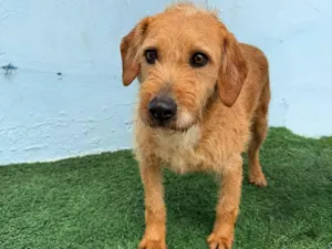 Cachorro raça Basset-Cofap idade 3 anos nome Luke