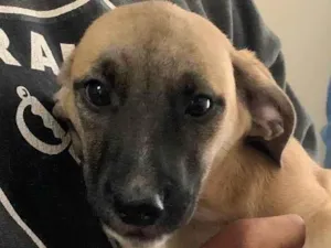 Cachorro raça SRD-ViraLata idade 2 a 6 meses nome Doação Urgente!!