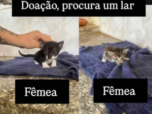 Gato raça SRD-ViraLata idade 2 a 6 meses nome Sem nome