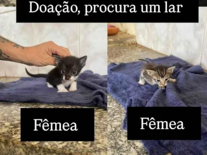 Gato raça SRD-ViraLata idade 2 a 6 meses nome Sem nome