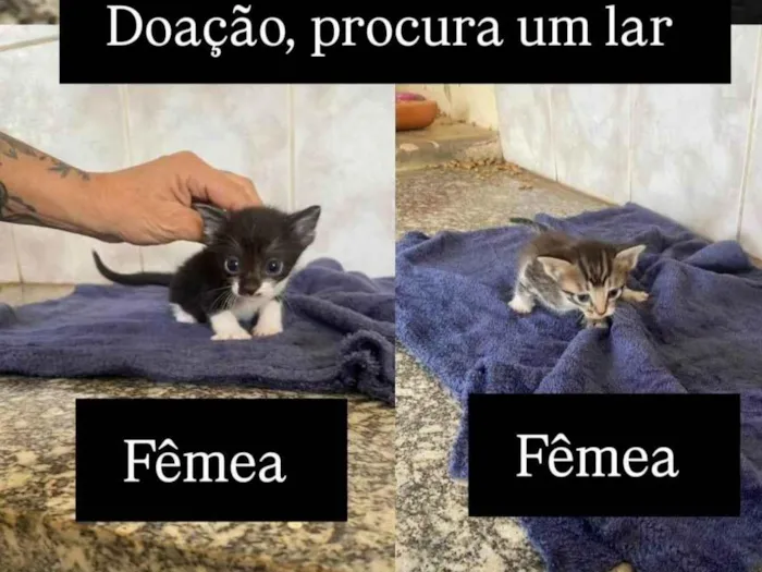 Gato ra a SRD-ViraLata idade 2 a 6 meses nome Sem nome