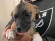 AdoCão??