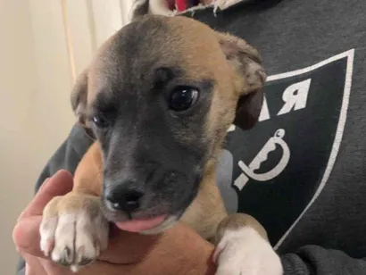 Cachorro raça SRD-ViraLata idade 2 a 6 meses nome AdoCão??