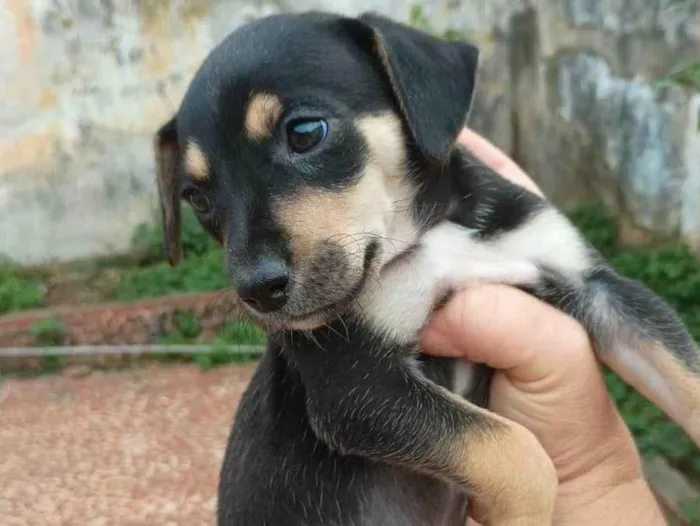 Cachorro ra a SRD-ViraLata idade Abaixo de 2 meses nome Vivi