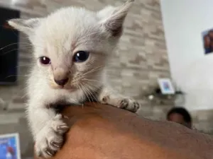 Gato raça Siamês idade 2 a 6 meses nome Não tem nomes ainda 