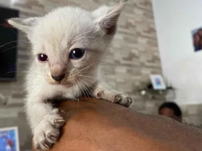Gato raça Siamês idade 2 a 6 meses nome Não tem nomes ainda 