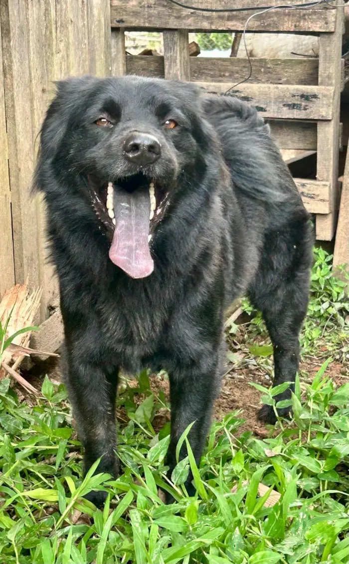 Cachorro ra a Chow Chow idade 2 anos nome Sansão 