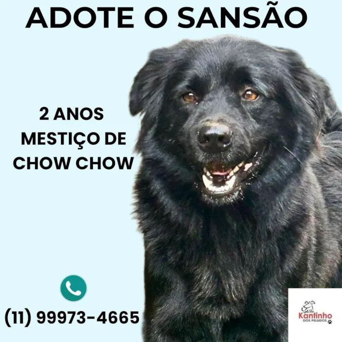 Cachorro ra a Chow Chow idade 2 anos nome Sansão 