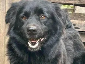 Cachorro raça Chow Chow idade 2 anos nome Sansão 