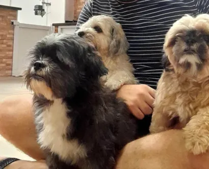 Cachorro raça Shitzu idade 6 ou mais anos nome Luna, Lisa e Alpha