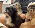 Luna, Lisa e Alpha