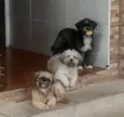 Luna, Lisa e Alpha