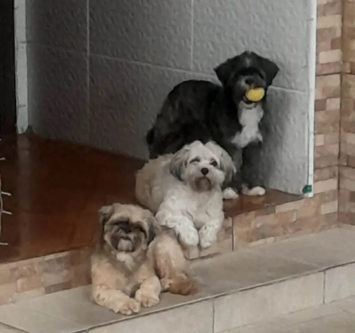 Cachorro ra a Shitzu idade 6 ou mais anos nome Luna, Lisa e Alpha