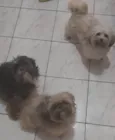 Luna, Lisa e Alpha
