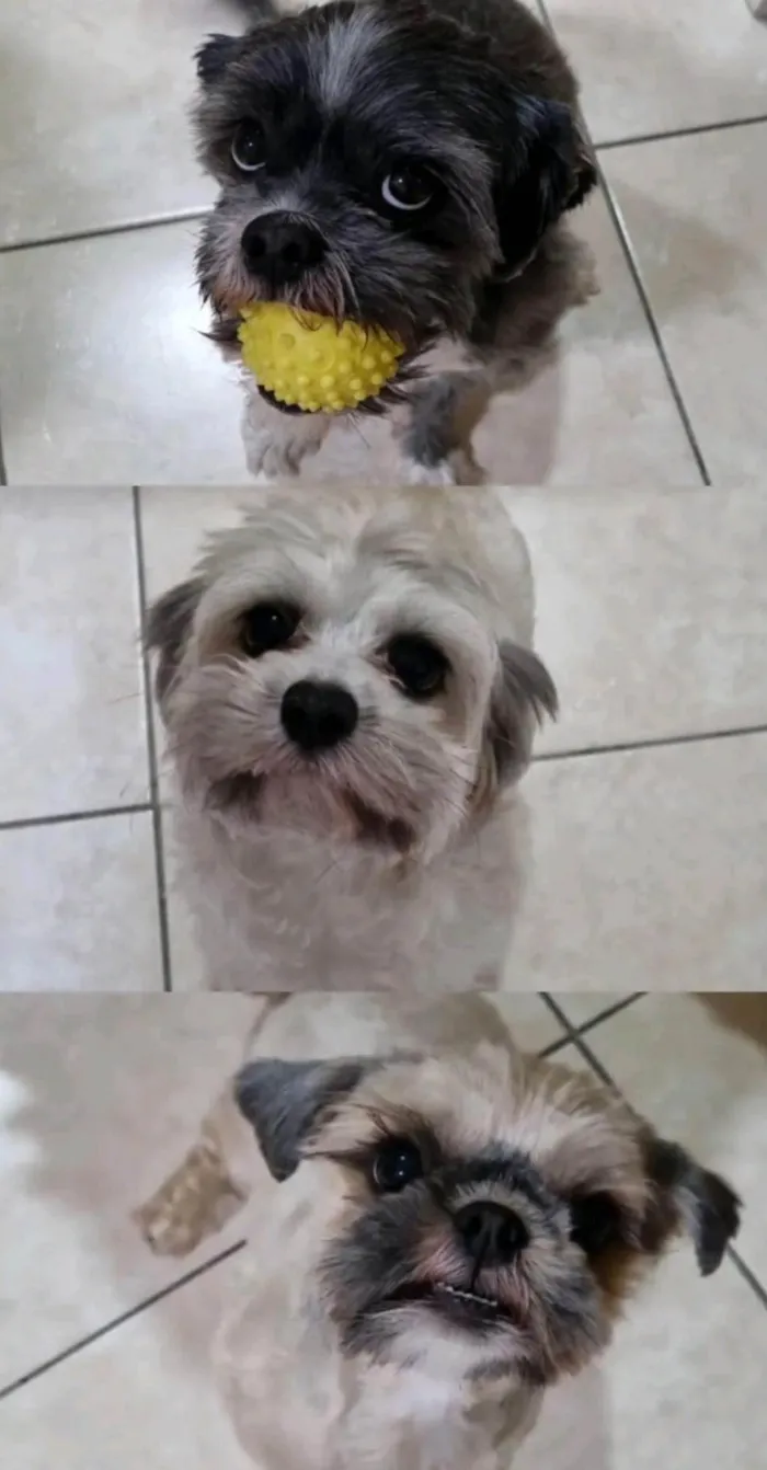 Cachorro ra a Shitzu idade 6 ou mais anos nome Luna, Lisa e Alpha