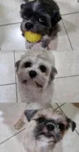 Luna, Lisa e Alpha