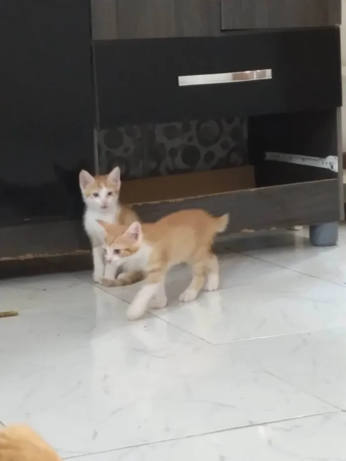 Gato ra a SRD-ViraLata idade Abaixo de 2 meses nome Gatinhos