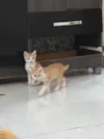 Gatinhos