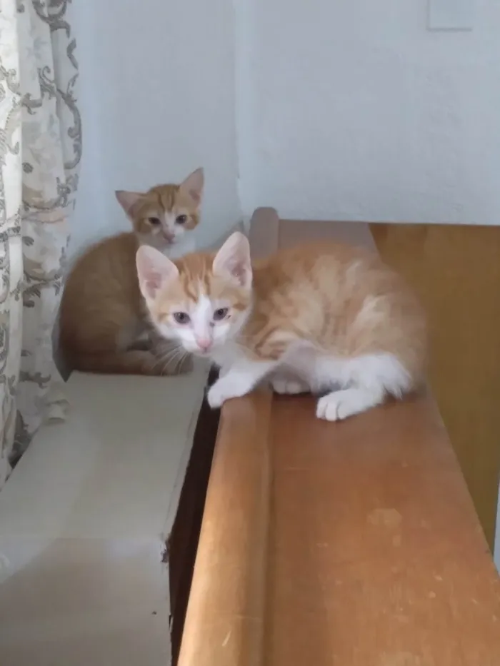 Gato ra a SRD-ViraLata idade Abaixo de 2 meses nome Gatinhos