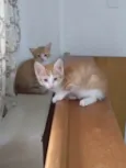 Gatinhos