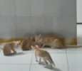 Gatinhos