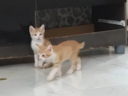 Gato raça SRD-ViraLata idade Abaixo de 2 meses nome Gatinhos