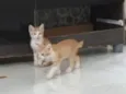 Gatinhos