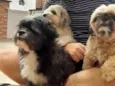 Luna, Lisa e Alpha