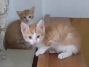 Gato raça SRD-ViraLata idade Abaixo de 2 meses nome Gatinhos