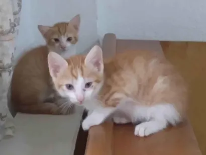 Gato raça SRD-ViraLata idade Abaixo de 2 meses nome Gatinhos