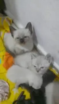 Filhotes felinos