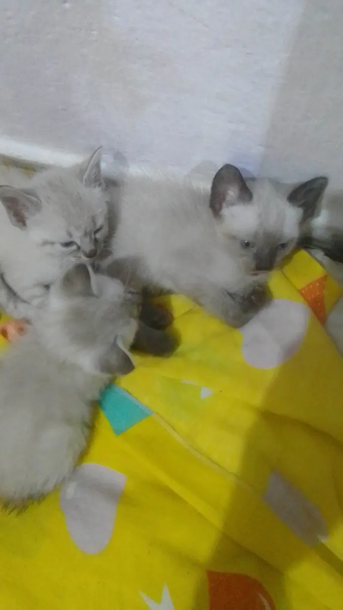Gato ra a Siamês idade 2 a 6 meses nome Filhotes felinos 