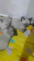 Filhotes felinos