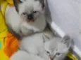 Filhotes felinos