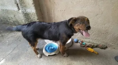 Cachorro raça SRD-ViraLata idade 2 a 6 meses nome Drako